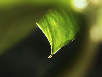 Close-up of leaf