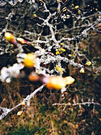 Close-up of flowers growing on tree