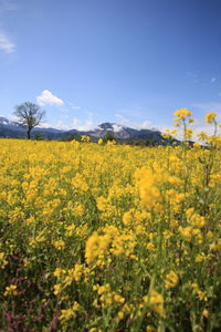 Scenic view of oilseed rape field against sky