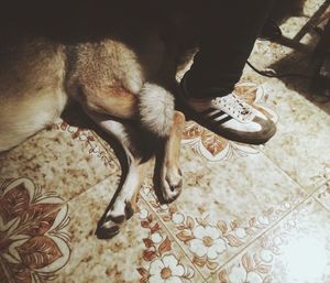 Low section of woman with dog relaxing on floor