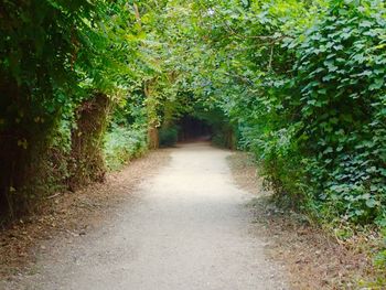 Dirt road amidst trees in forest