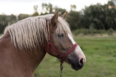 Close-up of horse on field