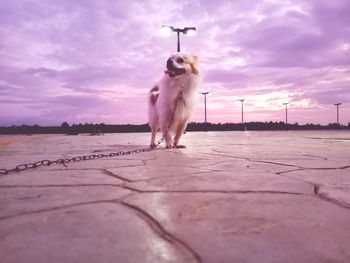 Dog on street against sky during sunset