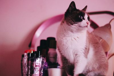 Close-up of a cat looking away