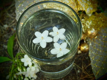 Close-up of flowers in jar