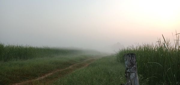 Scenic view of agricultural field against sky during sunset