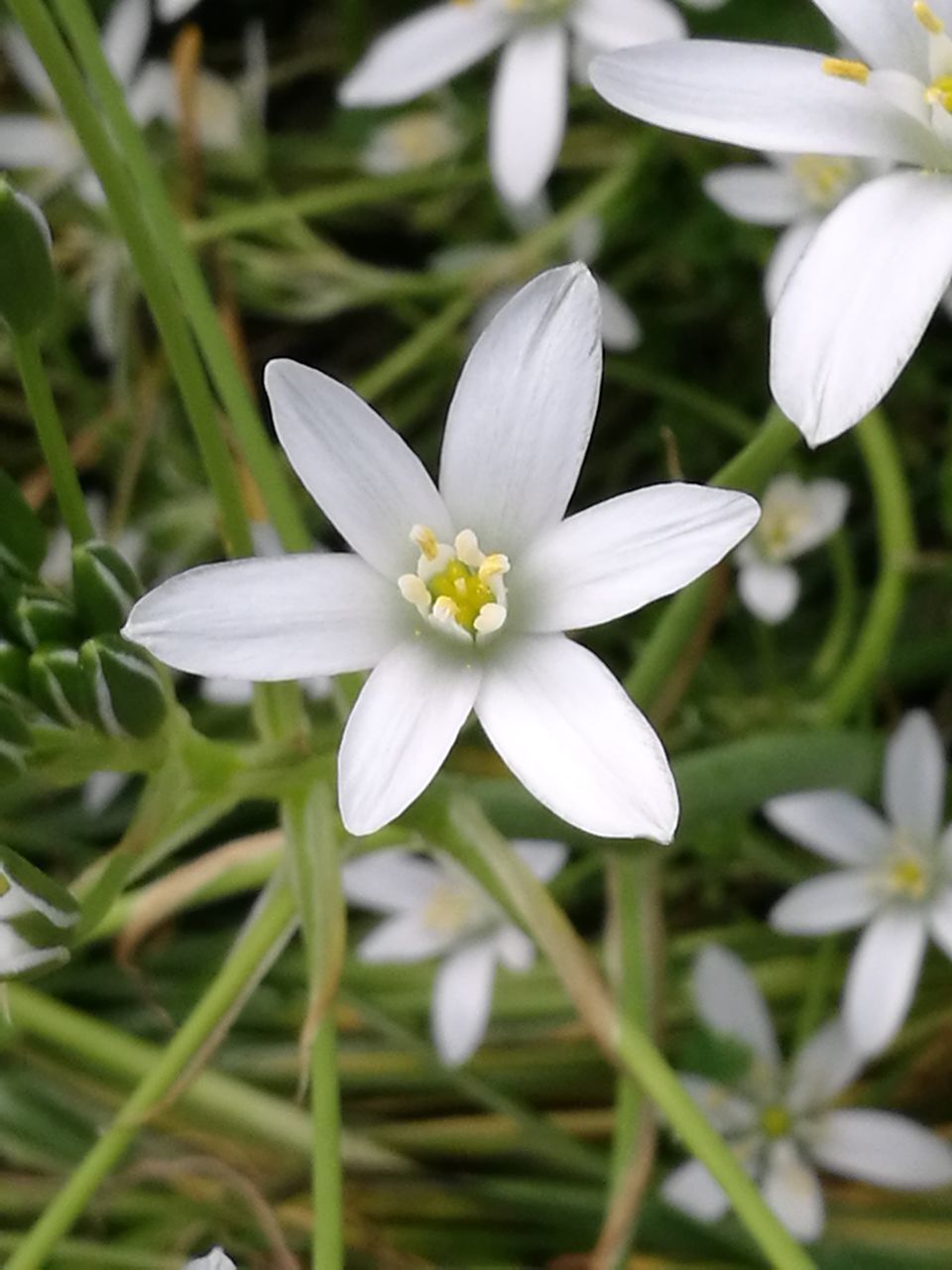 flower, petal, white color, fragility, growth, flower head, nature, beauty in nature, freshness, blooming, plant, high angle view, day, focus on foreground, close-up, no people, outdoors, osteospermum