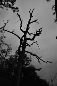 Low angle view of silhouette tree against sky
