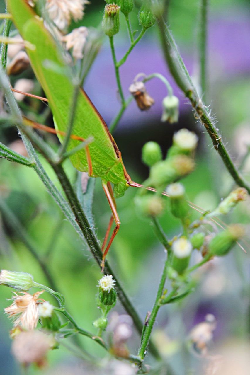 growth, focus on foreground, leaf, plant, close-up, nature, selective focus, green color, stem, twig, branch, beauty in nature, bud, beginnings, freshness, outdoors, day, new life, fragility, no people