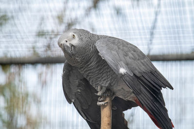 Close-up of bird