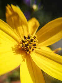 Close-up of yellow flower