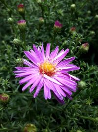 Close-up of purple flower blooming outdoors