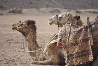 Two camels in a field