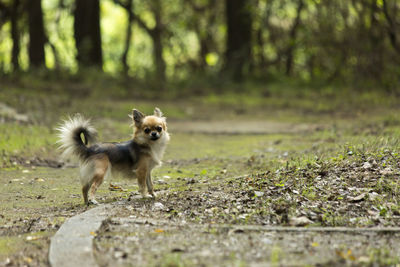 Portrait of a dog running on ground