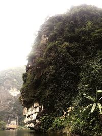 Trees on landscape against clear sky
