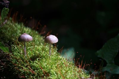 Close-up of mushrooms on grass