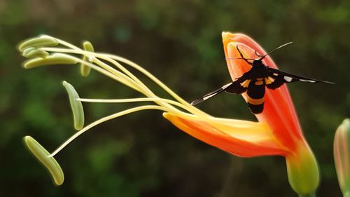 Close-up of butterfly pollinating on flower