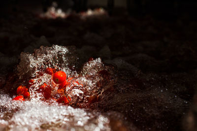 Close-up of cherries in water