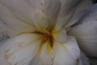 Macro shot of white flower