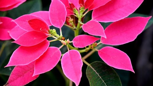 Close-up of pink flowering plant