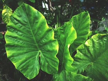 Close-up of green leaves