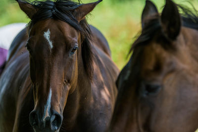 Horses in ranch