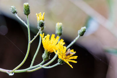 Close-up of yellow flower