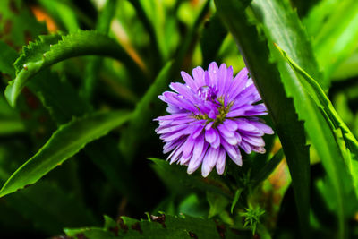 Close-up of purple flower blooming outdoors