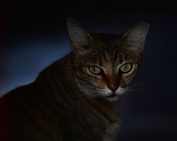 Close-up portrait of cat against black background