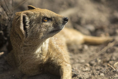 Close-up of yellow mongoose