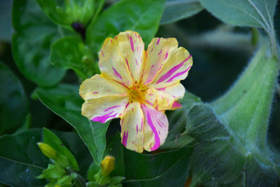 Close-up of pink flowering plant