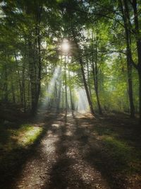 Sunlight streaming through trees in forest