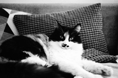 Portrait of cat resting on sofa at home