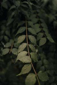 Close-up of leaves on plant