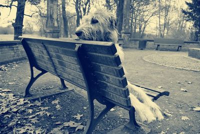 Dog relaxing on seat