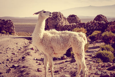 Sheep standing in a field