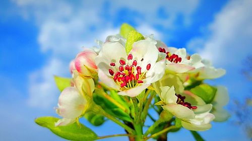 Low angle view of flowers blooming against clear sky