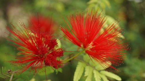 Close-up of red flower