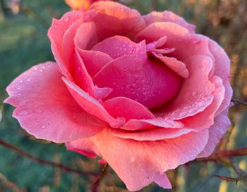 Close-up of pink rose flower