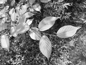 Close-up of flowers growing on tree