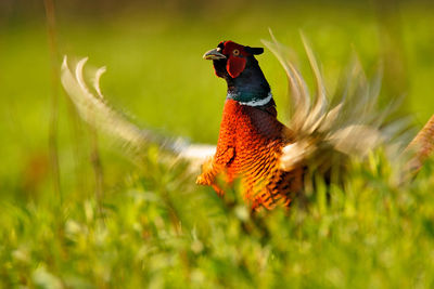 Pheasant is singing in the grass
