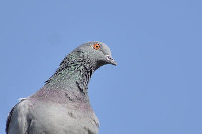 Close-up of pigeon against clear blue sky