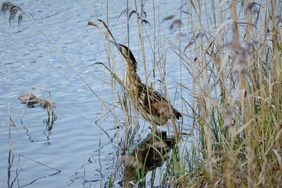 View of birds in lake