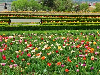 Flowers growing in field