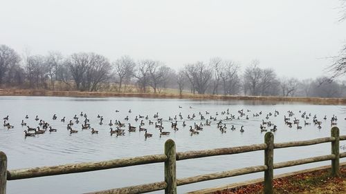 Birds perching on wooden post in lake during winter