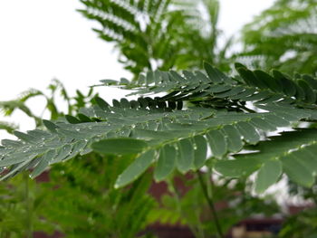 Close-up of raindrops on leaves
