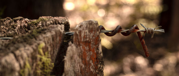 Close-up of barbed wire on wall