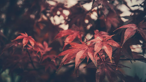 Close-up of maple leaves during autumn