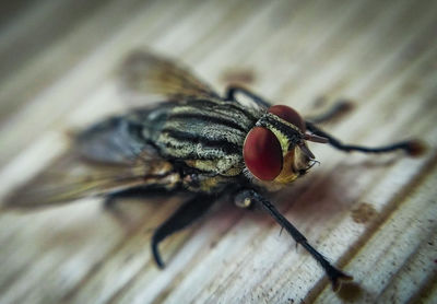 Close-up of fly