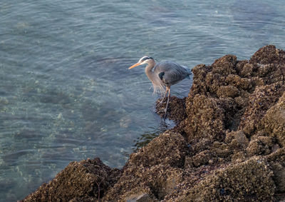 High angle view of gray heron perching on lake